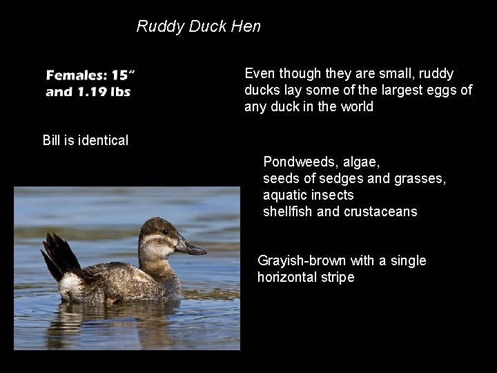Ruddy Duck Hen Even though they are small, ruddy ducks lay some of the
