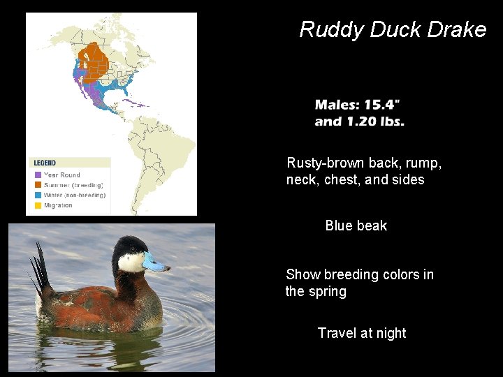 Ruddy Duck Drake Rusty-brown back, rump, neck, chest, and sides Blue beak Show breeding