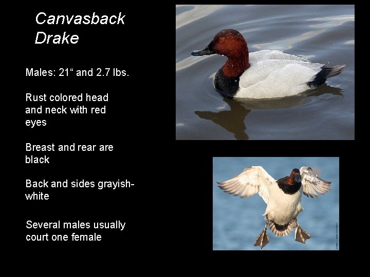 Canvasback Drake Males: 21“ and 2. 7 lbs. Rust colored head and neck with