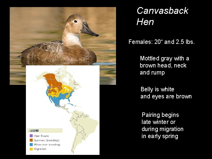 Canvasback Hen Females: 20“ and 2. 5 lbs. Mottled gray with a brown head,