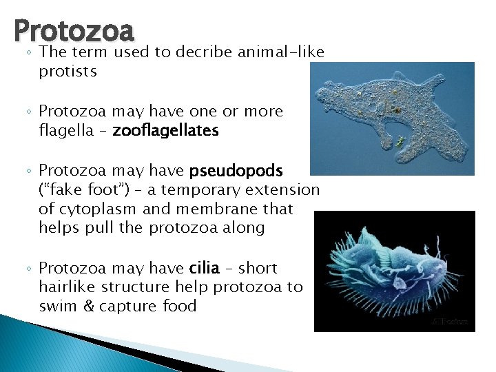 Protozoa ◦ The term used to decribe animal-like protists ◦ Protozoa may have one