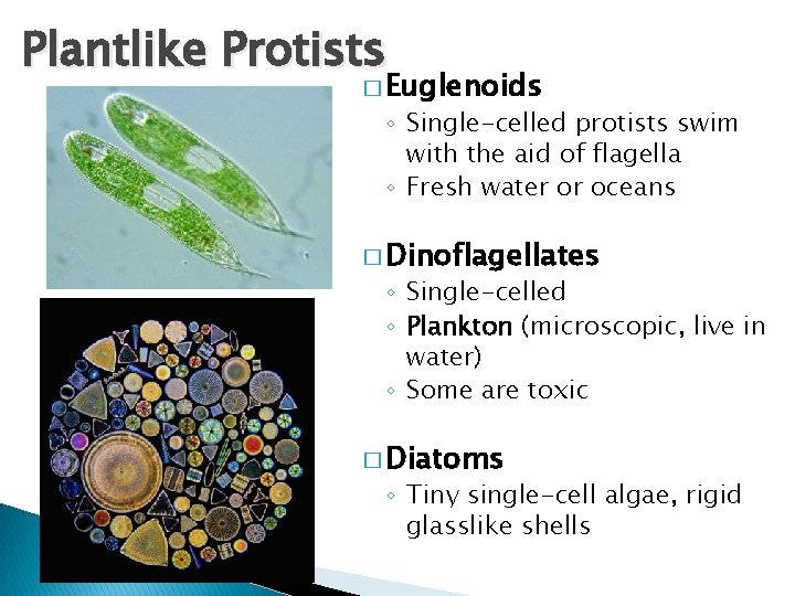 Plantlike Protists � Euglenoids ◦ Single-celled protists swim with the aid of flagella ◦