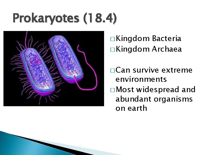 Prokaryotes (18. 4) � Kingdom Bacteria � Kingdom Archaea � Can survive extreme environments