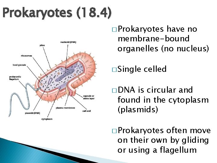 Prokaryotes (18. 4) � Prokaryotes have no membrane-bound organelles (no nucleus) � Single celled