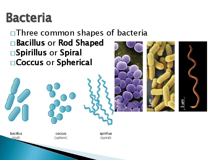 Bacteria � Three common shapes of bacteria � Bacillus or Rod Shaped � Spirillus