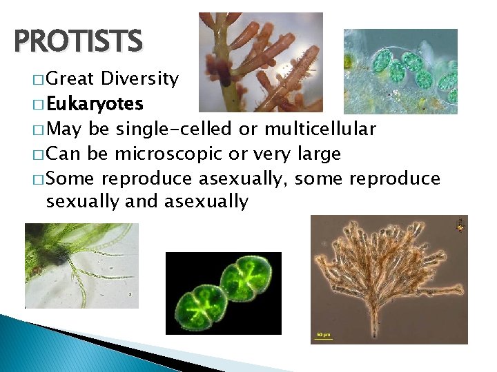 PROTISTS � Great Diversity � Eukaryotes � May be single-celled or multicellular � Can
