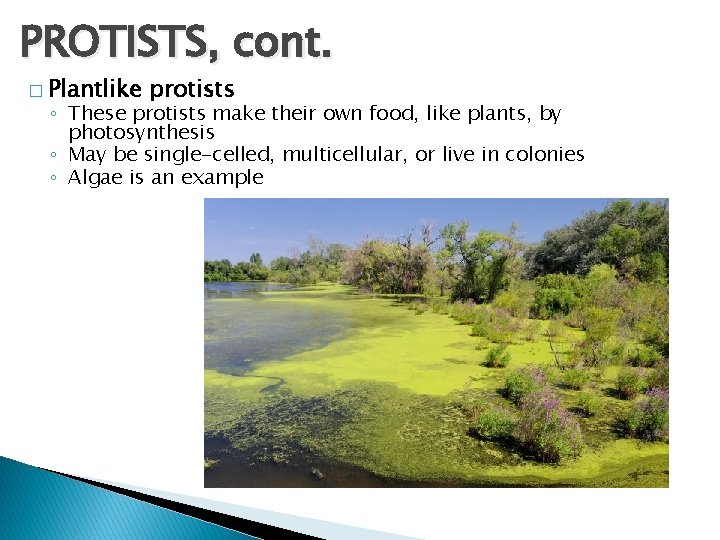 PROTISTS, cont. � Plantlike protists ◦ These protists make their own food, like plants,