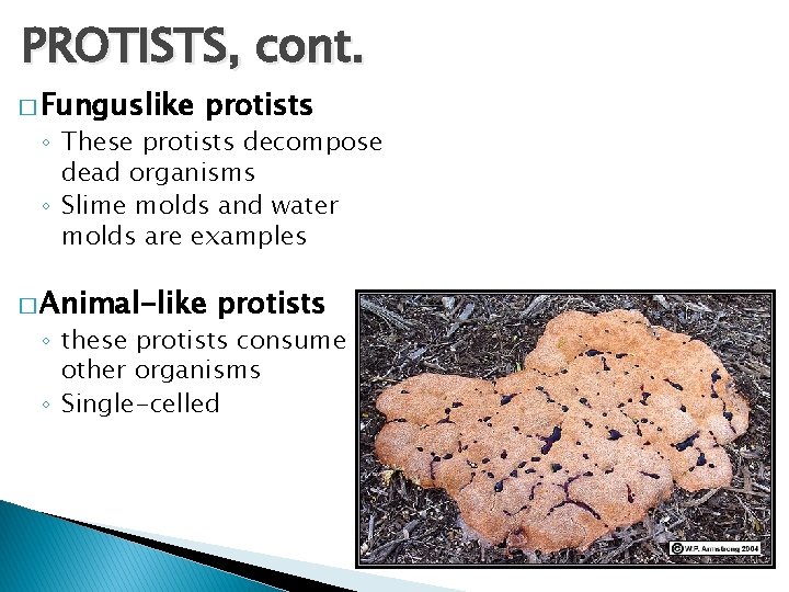PROTISTS, cont. � Funguslike protists ◦ These protists decompose dead organisms ◦ Slime molds