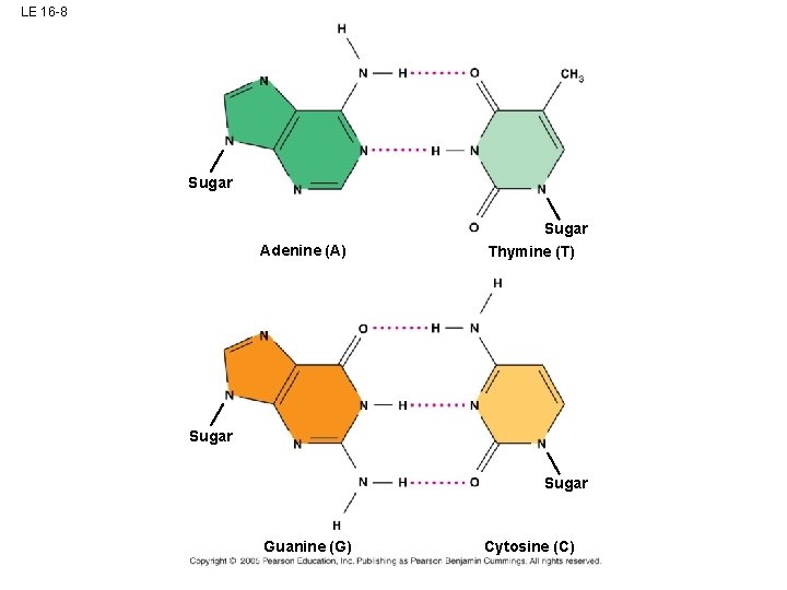 LE 16 -8 Sugar Adenine (A) Sugar Thymine (T) Sugar Guanine (G) Cytosine (C)