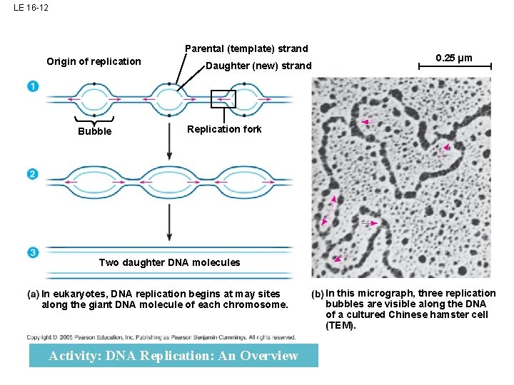 LE 16 -12 Parental (template) strand Origin of replication Bubble Daughter (new) strand 0.