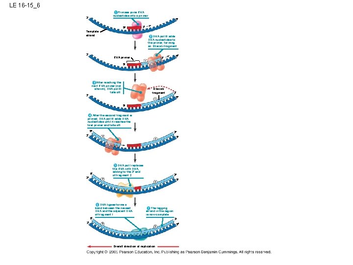 LE 16 -15_6 Primase joins RNA nucleotides into a primer. 3 5 5 3