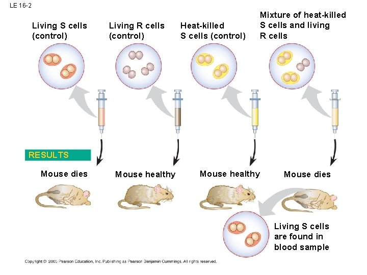 LE 16 -2 Living S cells (control) Living R cells (control) Heat-killed S cells