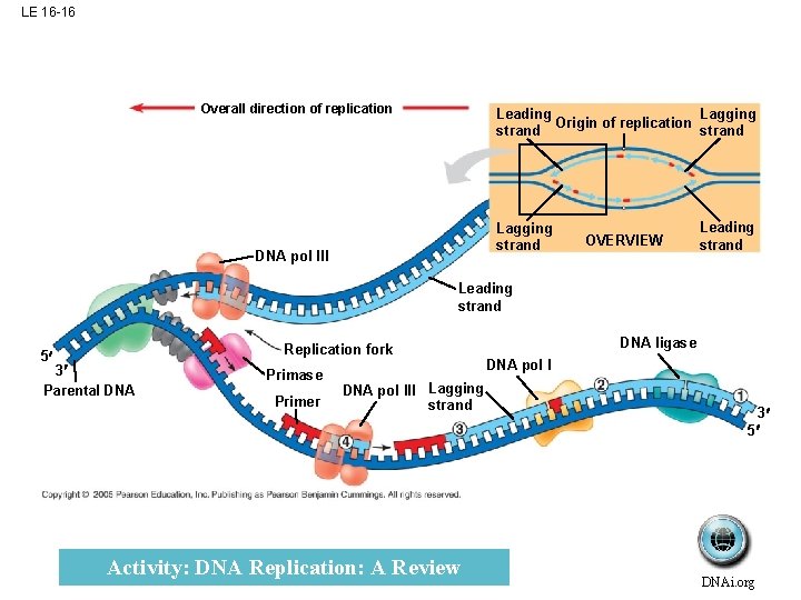 LE 16 -16 Overall direction of replication Lagging Leading Origin of replication strand Lagging