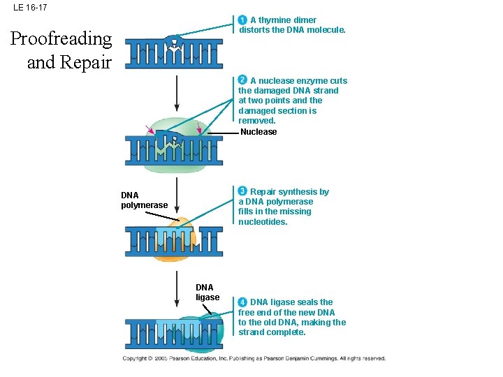 LE 16 -17 A thymine dimer distorts the DNA molecule. Proofreading and Repair A