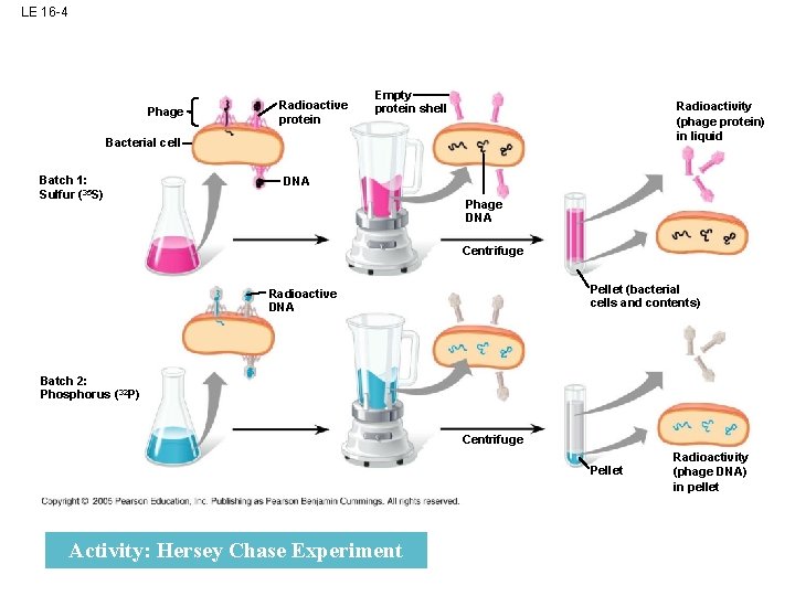 LE 16 -4 Phage Radioactive protein Empty protein shell Radioactivity (phage protein) in liquid