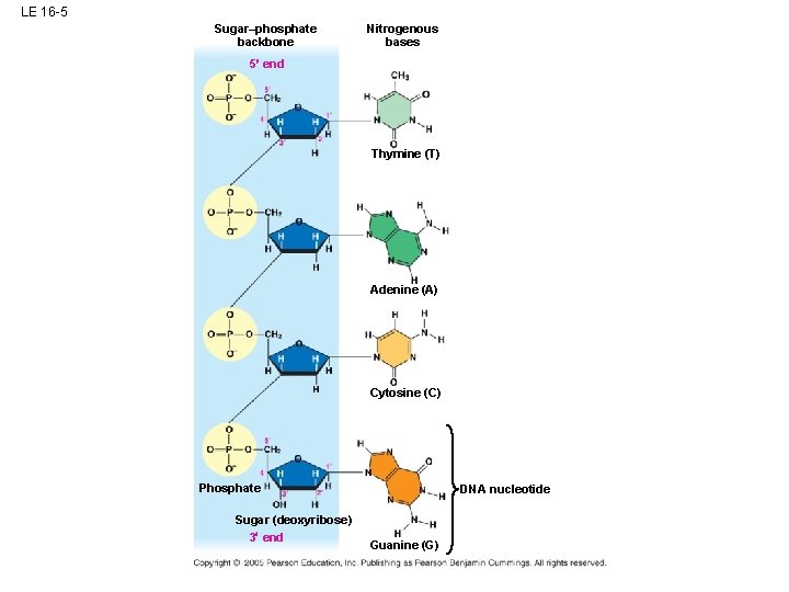 LE 16 -5 Sugar–phosphate backbone Nitrogenous bases 5 end Thymine (T) Adenine (A) Cytosine