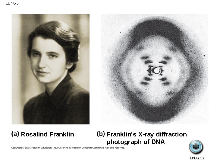 LE 16 -6 Rosalind Franklin’s X-ray diffraction photograph of DNAi. org 