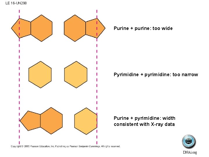 LE 16 -UN 298 Purine + purine: too wide Pyrimidine + pyrimidine: too narrow