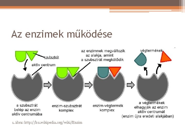 Az enzimek működése 1. ábra: http: //hu. wikipedia. org/wiki/Enzim 