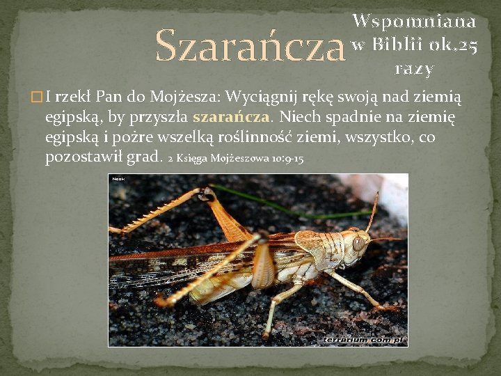 Szarańcza Wspomniana w Biblii ok. 25 razy � I rzekł Pan do Mojżesza: Wyciągnij