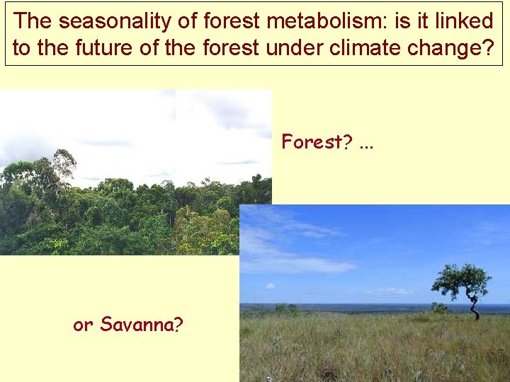 The seasonality of forest metabolism: is it linked to the future of the forest