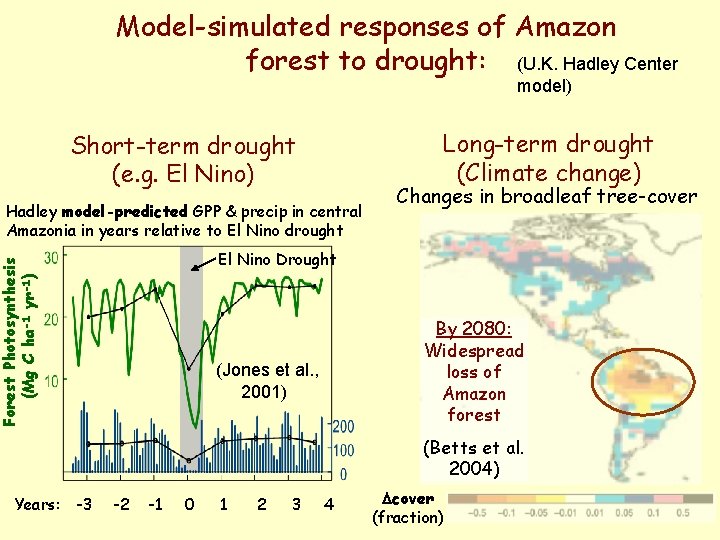 Model-simulated responses of Amazon forest to drought: (U. K. Hadley Center model) Long-term drought