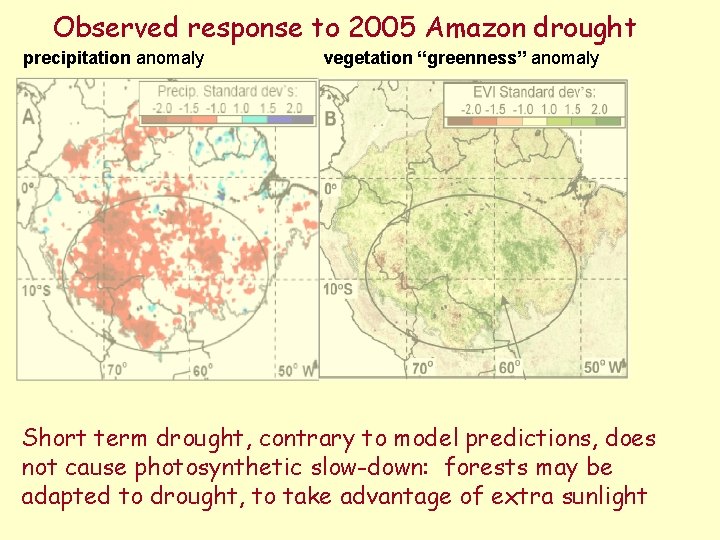 Observed response to 2005 Amazon drought precipitation anomaly vegetation “greenness” anomaly Short term drought,
