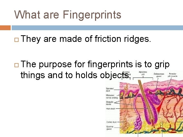 What are Fingerprints They are made of friction ridges. The purpose for fingerprints is