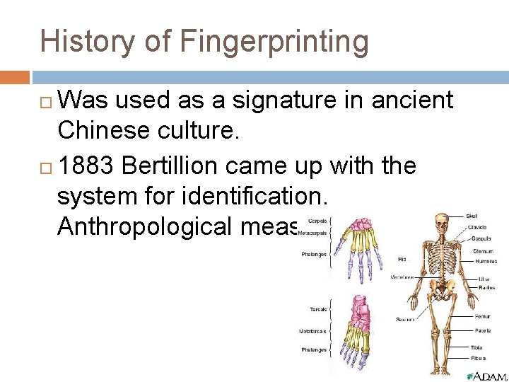 History of Fingerprinting Was used as a signature in ancient Chinese culture. 1883 Bertillion
