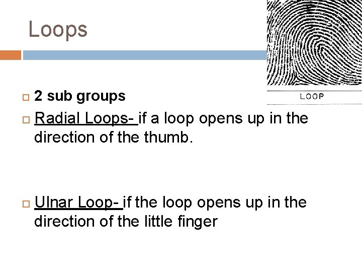Loops 2 sub groups Radial Loops- if a loop opens up in the direction