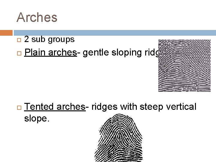 Arches 2 sub groups Plain arches- gentle sloping ridge. Tented arches- ridges with steep