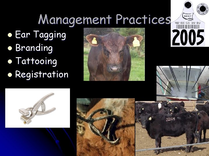 Management Practices Ear Tagging l Branding l Tattooing l Registration l 
