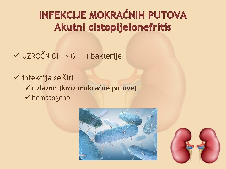 INFEKCIJE MOKRAĆNIH PUTOVA Akutni cistopijelonefritis ü UZROČNICI G( ) bakterije ü infekcija se širi