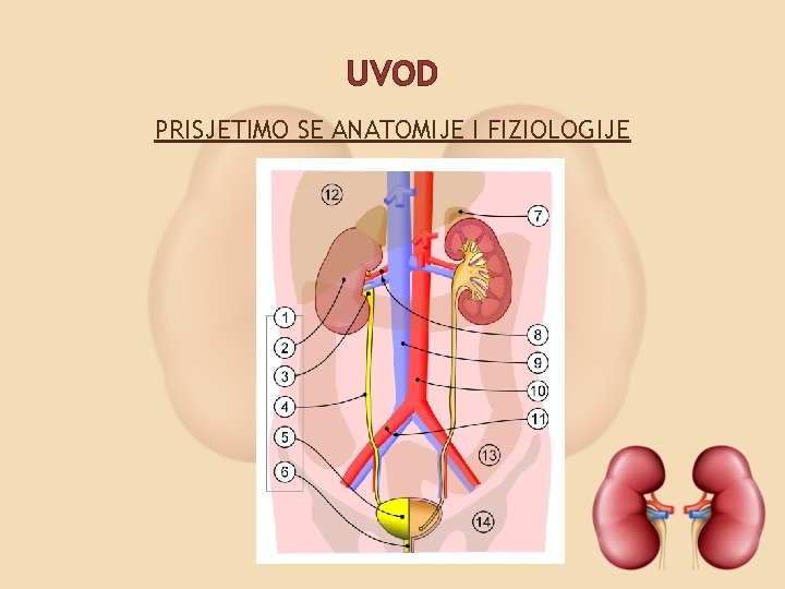 UVOD PRISJETIMO SE ANATOMIJE I FIZIOLOGIJE 