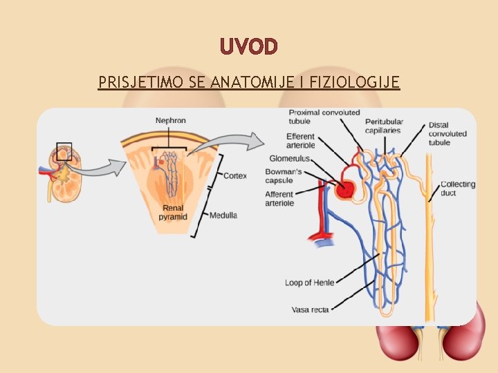 UVOD PRISJETIMO SE ANATOMIJE I FIZIOLOGIJE 