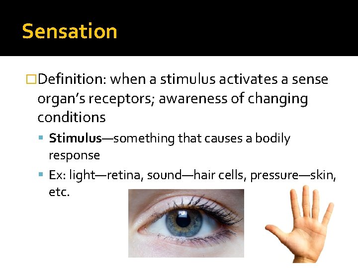 Sensation �Definition: when a stimulus activates a sense organ’s receptors; awareness of changing conditions