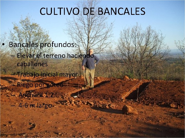 CULTIVO DE BANCALES • Bancales profundos: – Elevar el terreno haciendo caballones – Trabajo