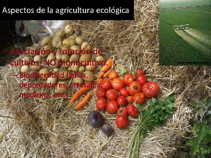 Aspectos de la agricultura ecológica • Asociación y rotación de cultivos: NO monocultivo. –