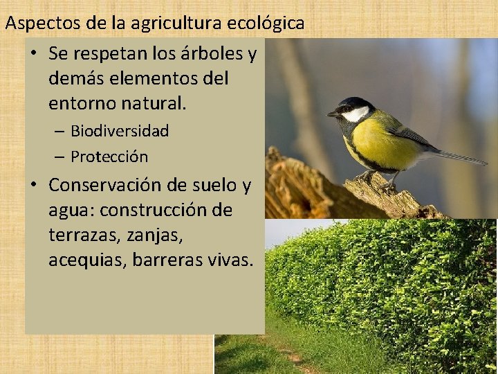 Aspectos de la agricultura ecológica • Se respetan los árboles y demás elementos del