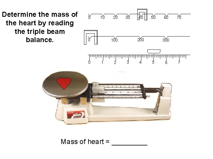 Determine the mass of the heart by reading the triple beam balance. 0 10