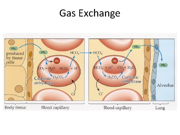 Gas Exchange 