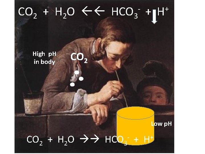 CO 2 + H 2 O HCO 3 - + H+ High p. H