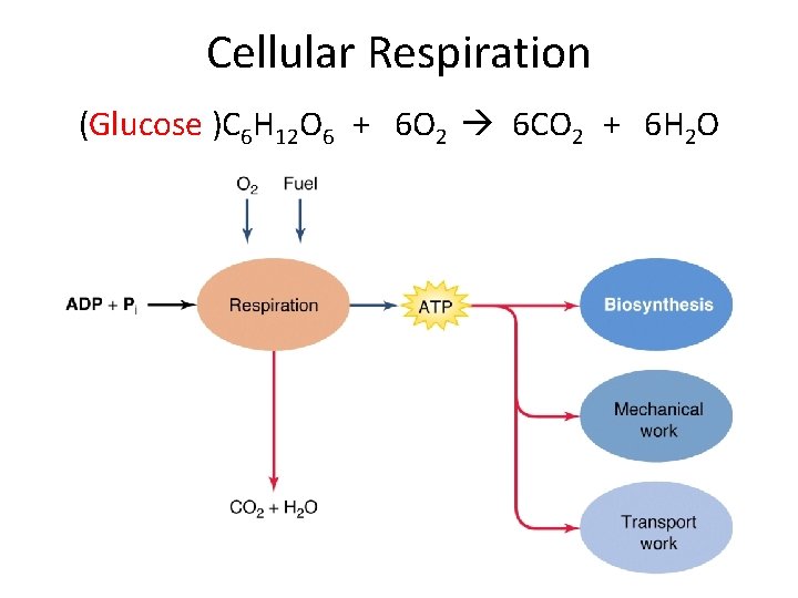 Cellular Respiration (Glucose )C 6 H 12 O 6 + 6 O 2 6