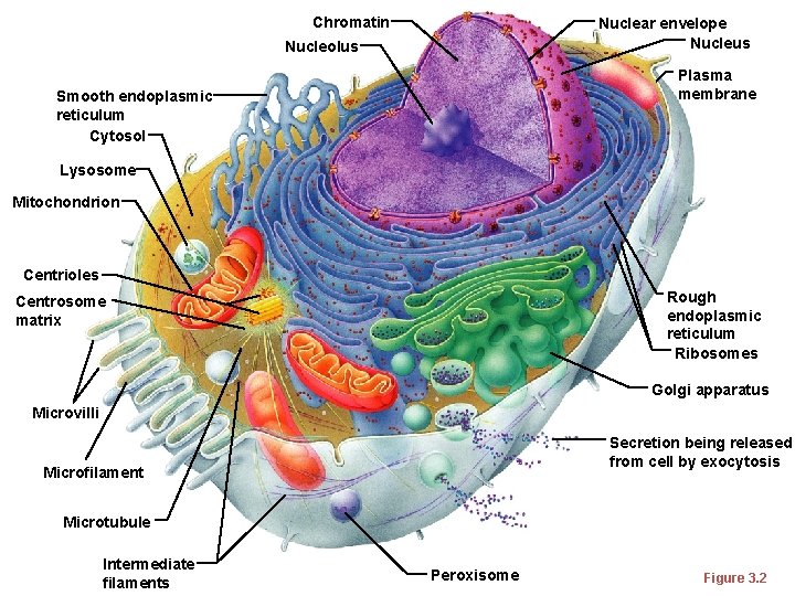 Chromatin Nuclear envelope Nucleus Nucleolus Plasma membrane Smooth endoplasmic reticulum Cytosol Lysosome Mitochondrion Centrioles
