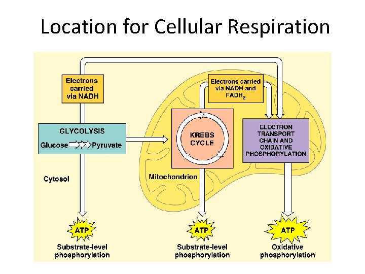 Location for Cellular Respiration 