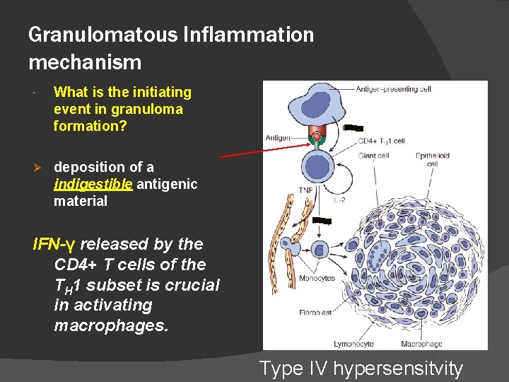 Granulomatous Inflammation mechanism What is the initiating event in granuloma formation? Ø deposition of