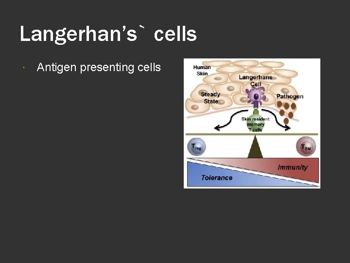 Langerhan’s` cells Antigen presenting cells 