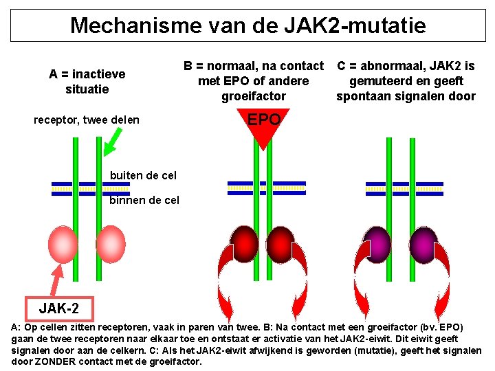 Mechanisme van de JAK 2 -mutatie A = inactieve situatie receptor, twee delen B