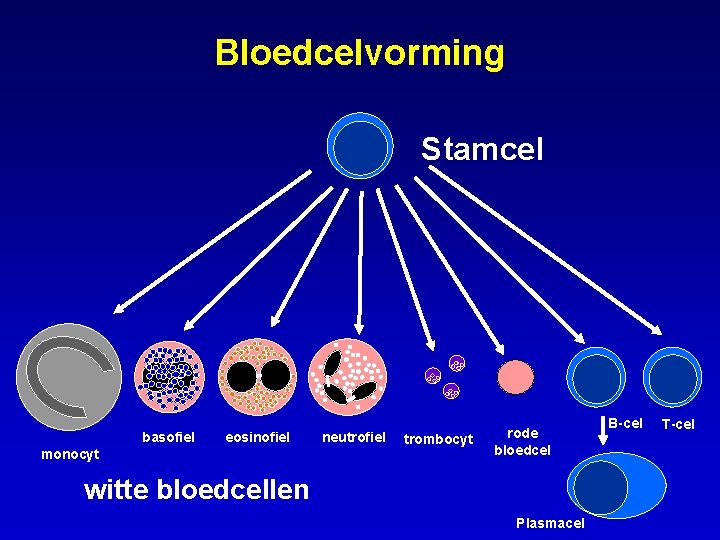 Bloedcelvorming Stamcel basofiel eosinofiel monocyt neutrofiel trombocyt rode bloedcel witte bloedcellen Plasmacel B-cel T-cel