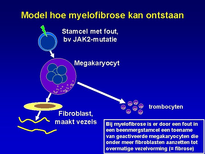 Model hoe myelofibrose kan ontstaan Stamcel met fout, bv JAK 2 -mutatie Megakaryocyt Fibroblast,